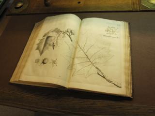 Hortus Malabaricus