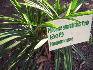 Pandanus amaryllifolius;Pandanaceae